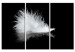 Canvas Art Print A small feather 58515