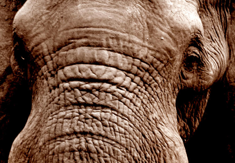 Canvas Art Print Elephant Trek (5-piece) - Sunset on the African Savanna 98615 additionalImage 5