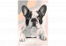 Paint by number French Bulldog  107125 additionalThumb 7