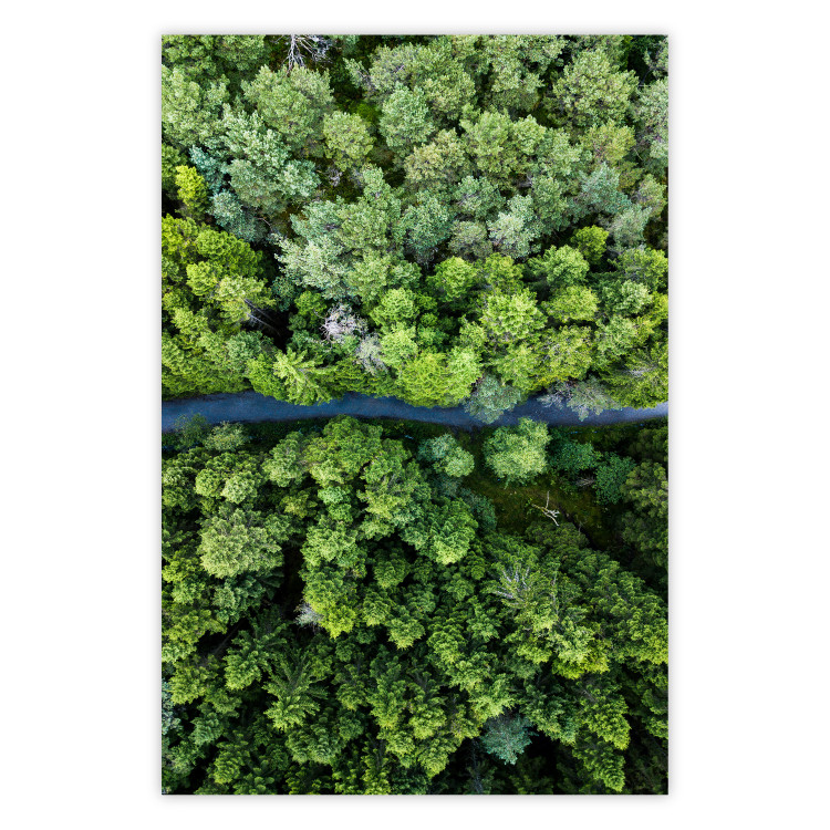 Poster Path through the forest - green landscape of forest trees from a bird's eye view 116425