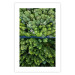 Poster Path through the forest - green landscape of forest trees from a bird's eye view 116425 additionalThumb 25