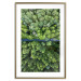 Poster Path through the forest - green landscape of forest trees from a bird's eye view 116425 additionalThumb 16
