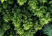 Poster Path through the forest - green landscape of forest trees from a bird's eye view 116425 additionalThumb 8