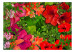 Wall Mural Red lilies - flowers of intense colors against the backdrop of foliage 118425 additionalThumb 1