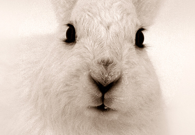 Wall Poster Bunny - blurred composition with a fluffy animal on a white background 126225 additionalImage 9