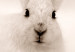 Wall Poster Bunny - blurred composition with a fluffy animal on a white background 126225 additionalThumb 9