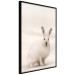 Wall Poster Bunny - blurred composition with a fluffy animal on a white background 126225 additionalThumb 10