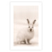 Wall Poster Bunny - blurred composition with a fluffy animal on a white background 126225 additionalThumb 19