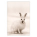 Wall Poster Bunny - blurred composition with a fluffy animal on a white background 126225