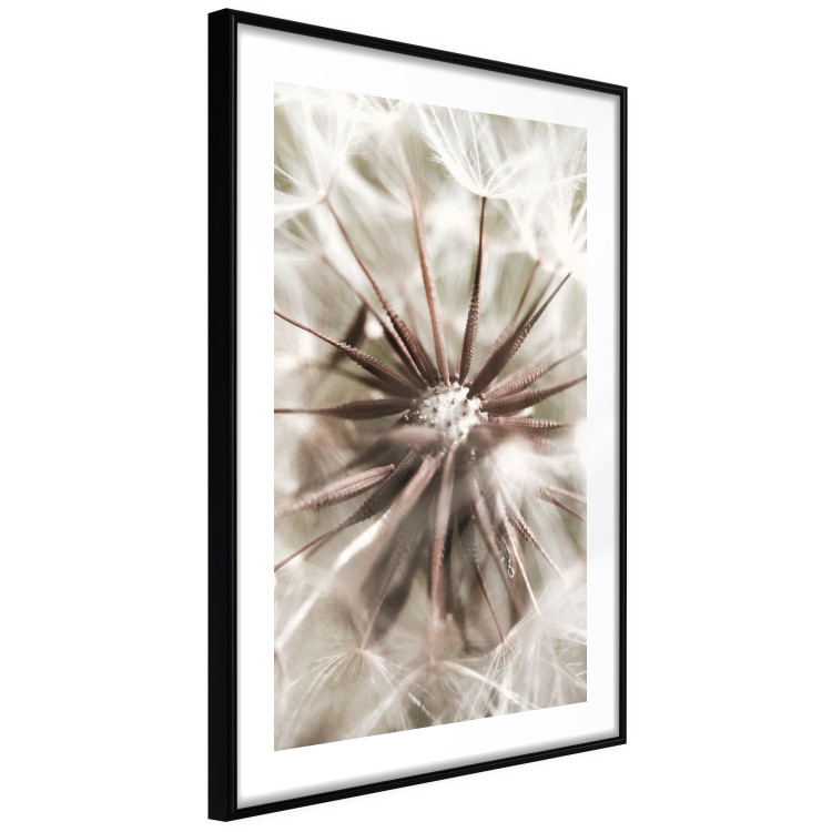 Wall Poster Close to Nature - summer composition with a delicate dandelion flower 135825 additionalImage 7