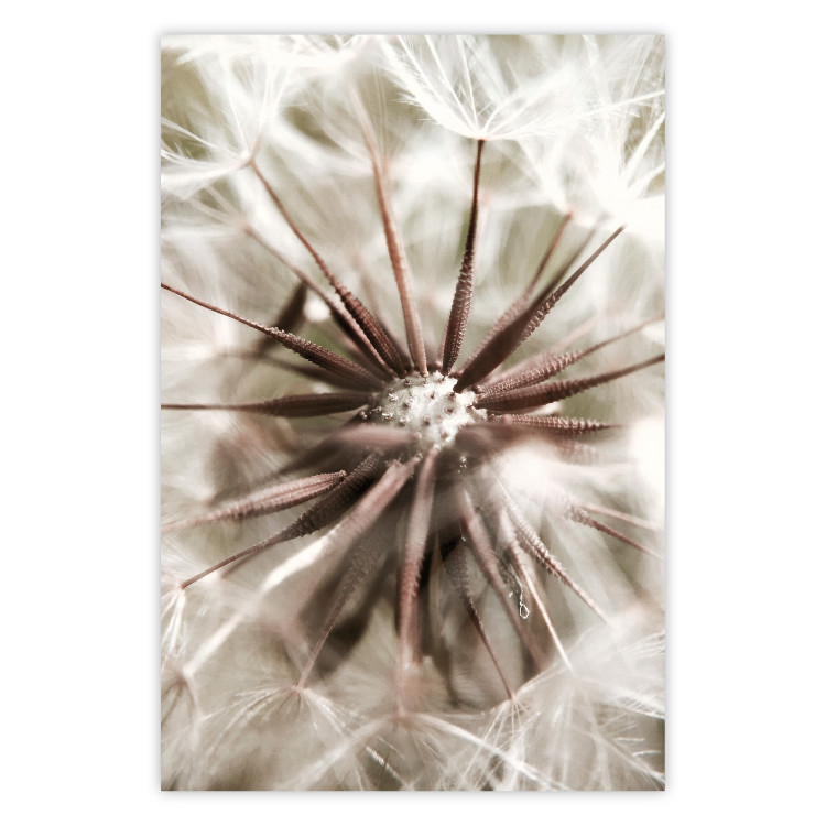 Wall Poster Close to Nature - summer composition with a delicate dandelion flower 135825