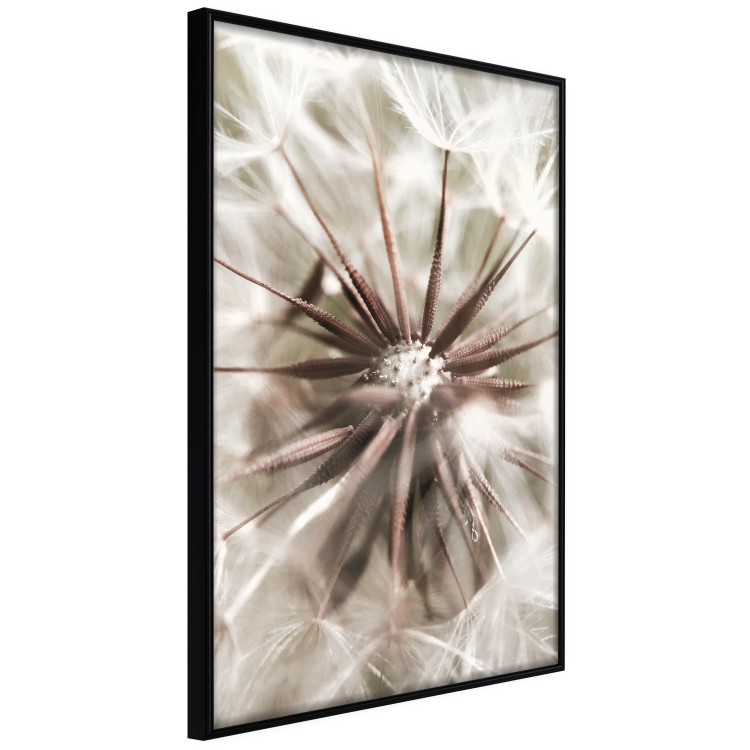 Wall Poster Close to Nature - summer composition with a delicate dandelion flower 135825 additionalImage 5