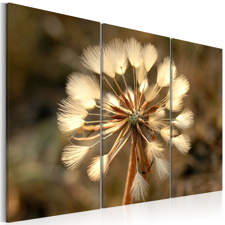 Canvas Study of a dandelion 58625 additionalImage 2