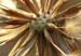 Canvas Study of a dandelion 58625 additionalThumb 5