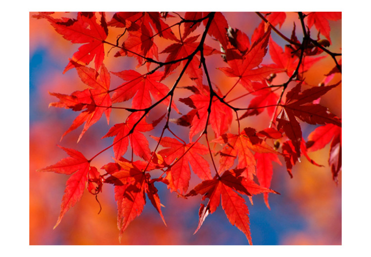 Photo Wallpaper Japanese Maple - Autumn Red Leaves on Tree Branch in the Sun 59925 additionalImage 1