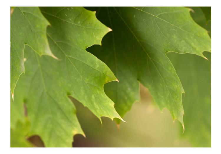 Photo Wallpaper Leaves - Natural Plant Motif with a Close-up of Tree Leaves 60425 additionalImage 1