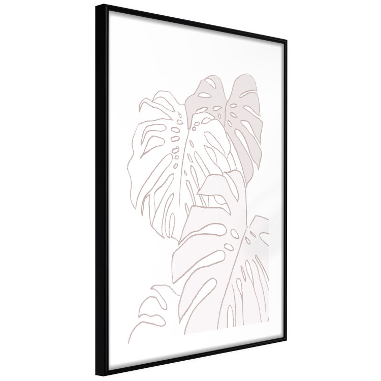 Poster Creamy Monstera - botanical sketches of several monstera leaves on a white background 123135 additionalImage 13