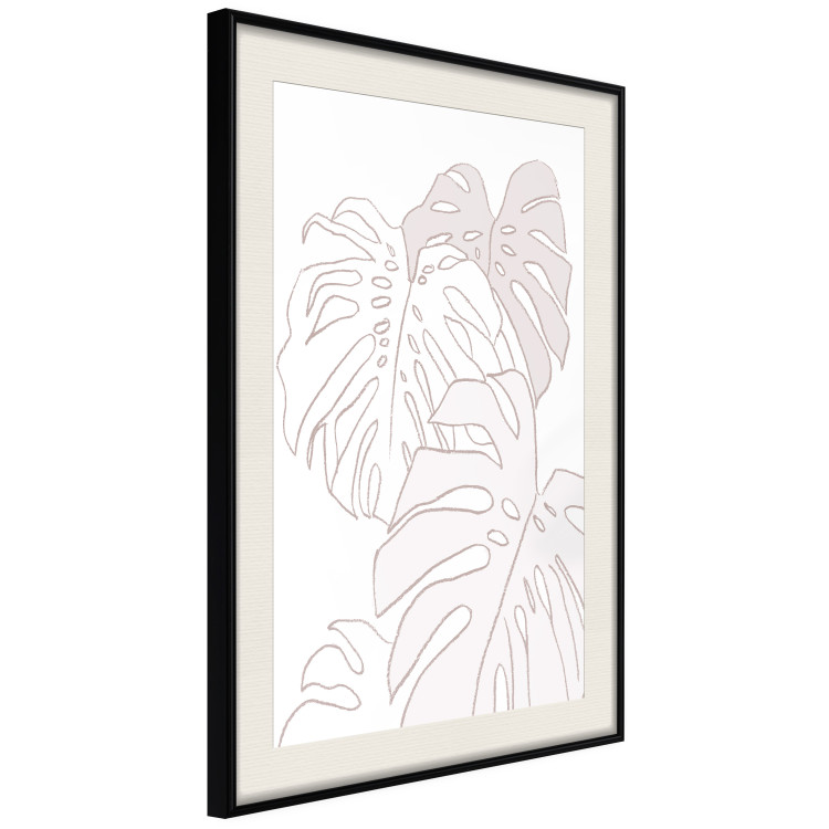 Poster Creamy Monstera - botanical sketches of several monstera leaves on a white background 123135 additionalImage 3