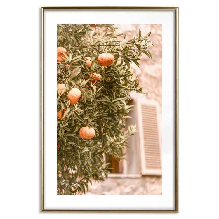 Poster Urban Greenery - Citrus Tree Against the Background of an Old Building 145235 additionalImage 23
