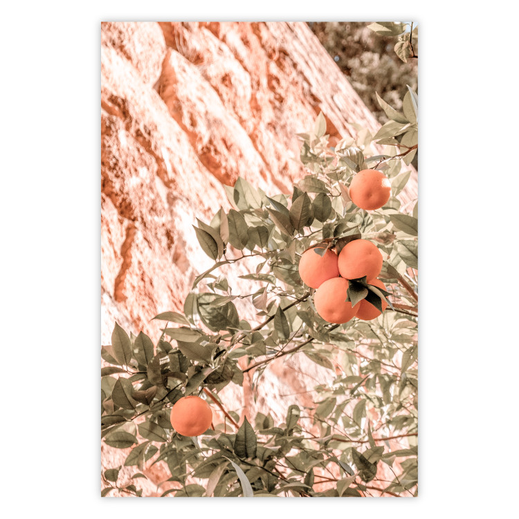 Wall Poster Young Clementines - Branch of a Mandarin Tree With Fruits 145335