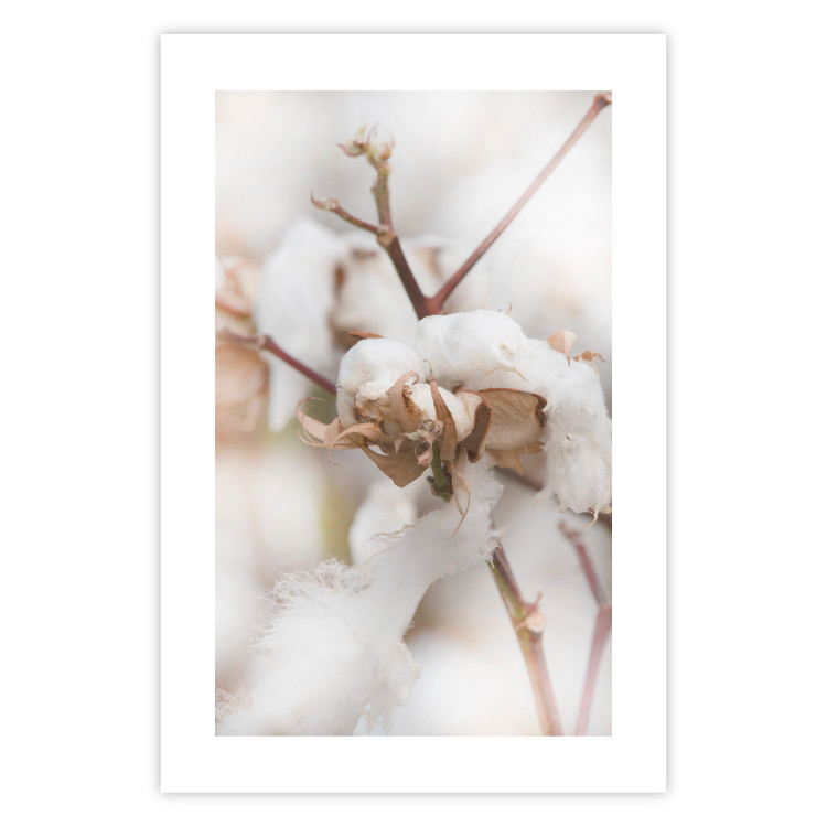 Poster Cotton Twigs - Natural Plant Photo in the Style of a Boho 146435 additionalImage 23