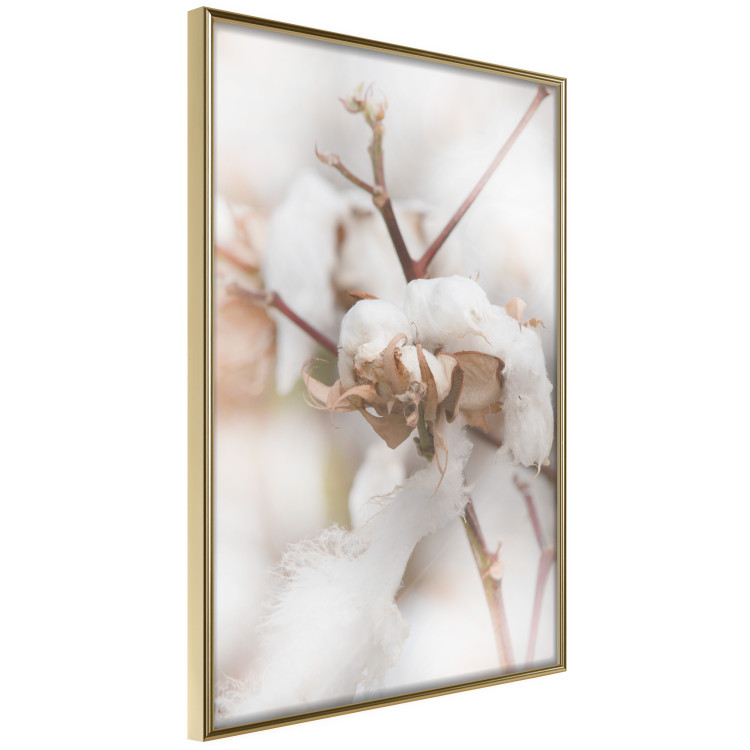 Poster Cotton Twigs - Natural Plant Photo in the Style of a Boho 146435 additionalImage 6