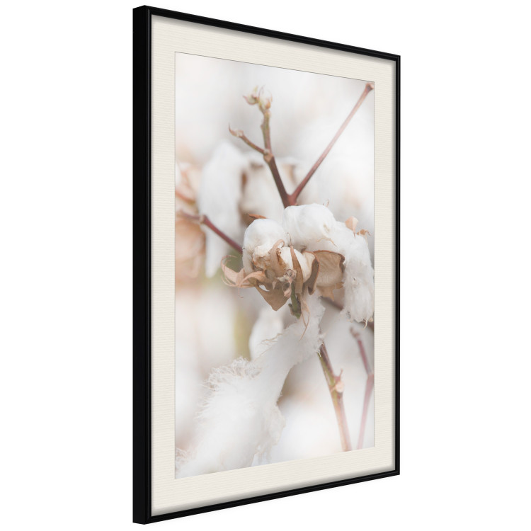 Poster Cotton Twigs - Natural Plant Photo in the Style of a Boho 146435 additionalImage 5