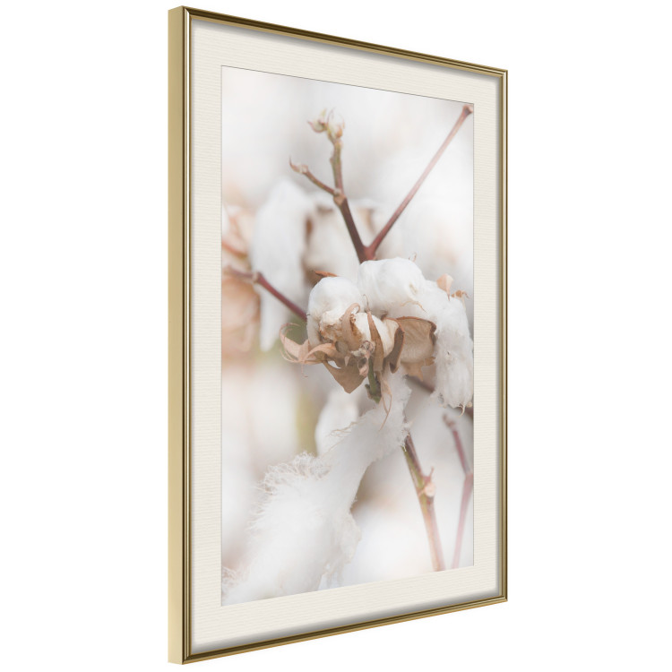 Poster Cotton Twigs - Natural Plant Photo in the Style of a Boho 146435 additionalImage 16