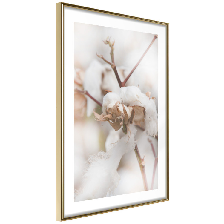 Poster Cotton Twigs - Natural Plant Photo in the Style of a Boho 146435 additionalImage 4