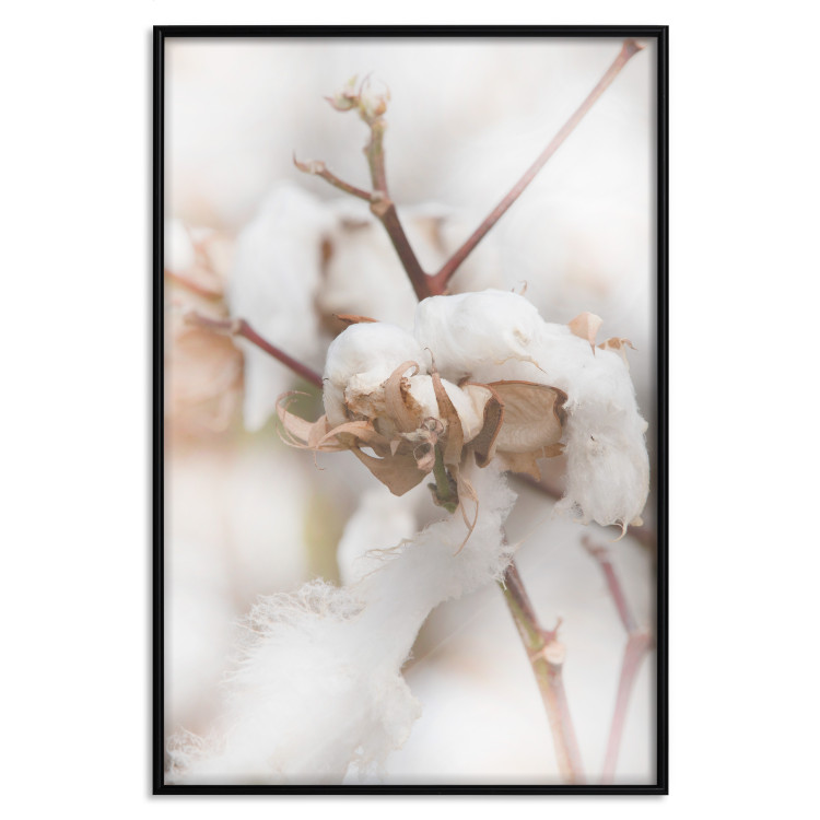 Poster Cotton Twigs - Natural Plant Photo in the Style of a Boho 146435 additionalImage 17