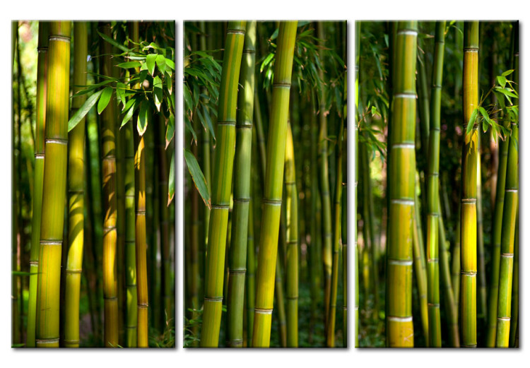 Canvas Print Green bamboo  58835