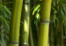 Canvas Print Green bamboo  58835 additionalThumb 4