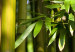 Canvas Print Green bamboo  58835 additionalThumb 5
