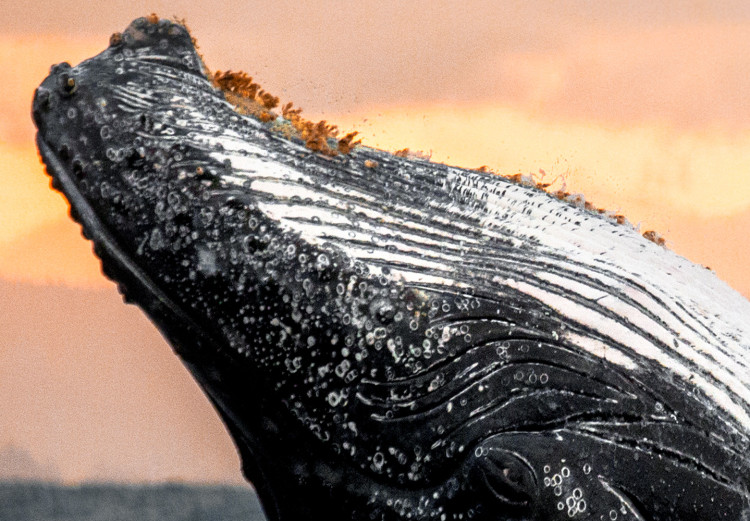 Canvas Emerging humpback whale - a whale against the setting sun 126245 additionalImage 5