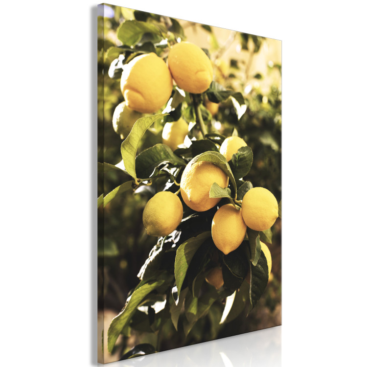 Canvas Lemon tree - Photo of twigs of trees with ripe fruits 135845 additionalImage 2
