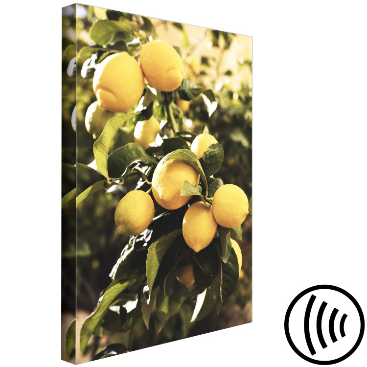 Canvas Lemon tree - Photo of twigs of trees with ripe fruits 135845 additionalImage 6