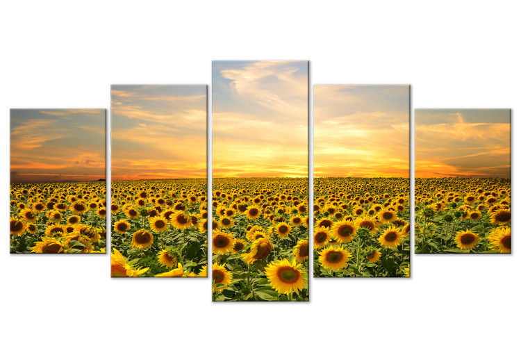 Canvas Print Sunflowers in the Morning (5 Parts) Wide 137245