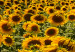 Canvas Print Sunflowers in the Morning (5 Parts) Wide 137245 additionalThumb 5