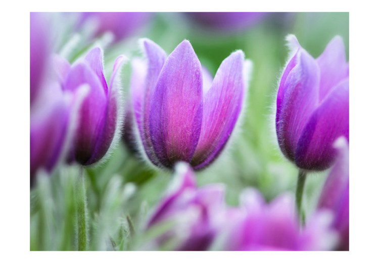 Photo Wallpaper Purple Spring Tulips - Motif of Blooming Flowers with a Blurred Background 60345 additionalImage 1