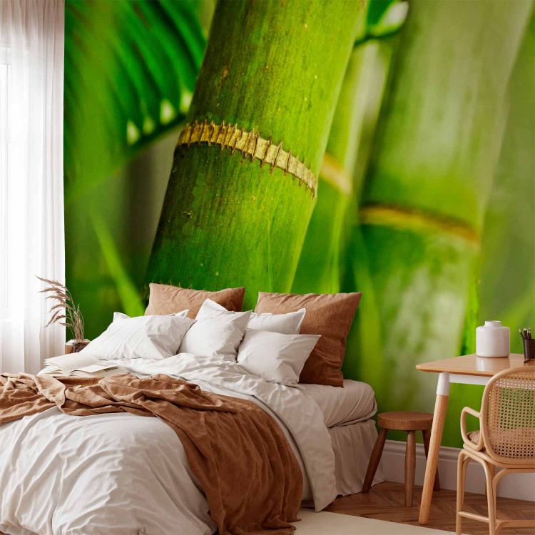 Wall Mural Japanese Theme - Energetic Oriental Style with Macro Shot of Bamboo 61445 additionalImage 2