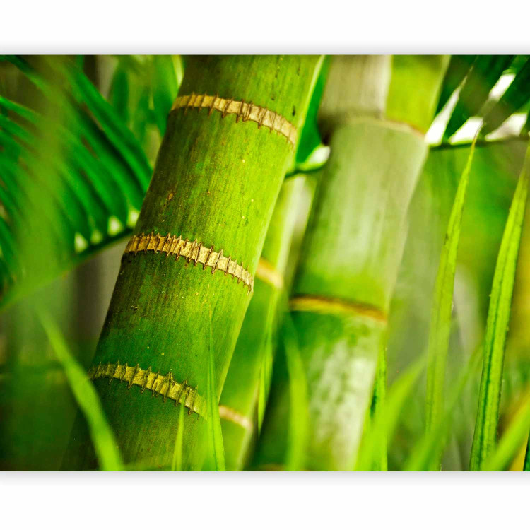 Wall Mural Japanese Theme - Energetic Oriental Style with Macro Shot of Bamboo 61445 additionalImage 1
