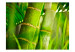 Wall Mural Japanese Theme - Energetic Oriental Style with Macro Shot of Bamboo 61445 additionalThumb 1