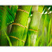 Wall Mural Japanese Theme - Energetic Oriental Style with Macro Shot of Bamboo 61445 additionalThumb 5