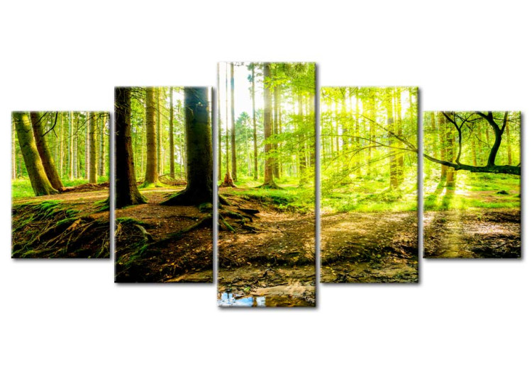 Canvas Art Print Poetry of the Forest (5-piece) - Sunlight Peeking Through Tree Canopies 93945