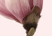 Canvas Breath of Spring (1-part) - Pink Magnolia Flower in Nature's Shade 117155 additionalThumb 4