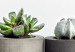 Canvas Print Scandinavian details - succulents on the shelf and a ‘’hello’’ sign 117455 additionalThumb 4
