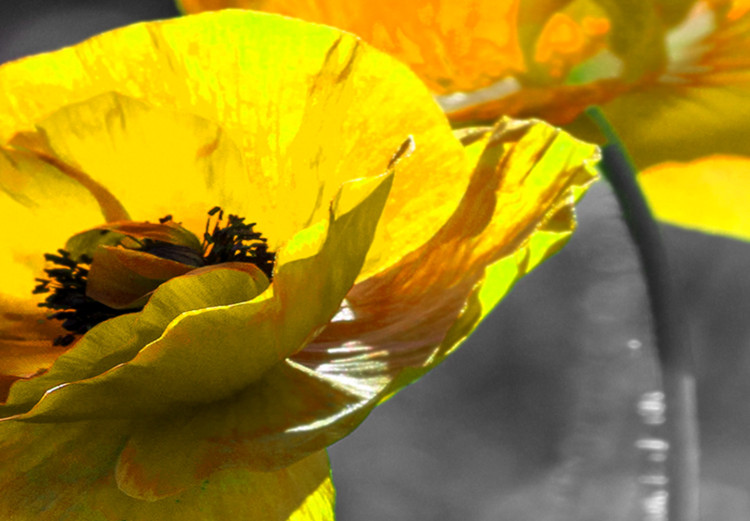 Canvas Yellow Poppies (5 Parts) Wide 123055 additionalImage 5