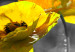 Canvas Yellow Poppies (5 Parts) Wide 123055 additionalThumb 5