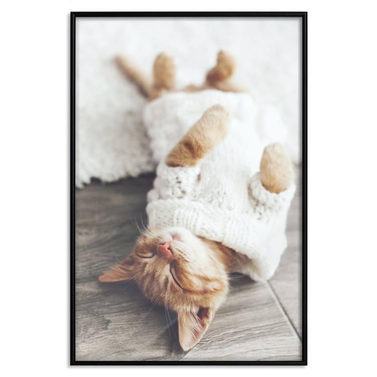 Poster Lazy Cat - brown animal in a white sweater on a wooden floor 124455 additionalImage 18