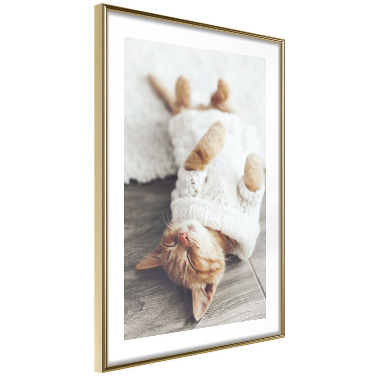 Poster Lazy Cat - brown animal in a white sweater on a wooden floor 124455 additionalImage 6